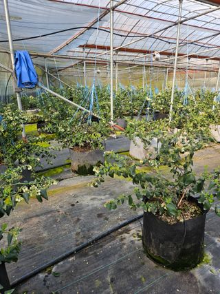 제주 지안이네농장님의 기타작물 · 영농일지 작성글 사진