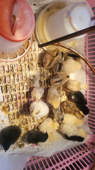 권병국님의 기타작물 · 영농일지 작성글 사진