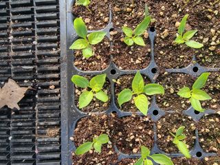 호랑이와인성이님의 사과 · 영농일지 작성글 사진