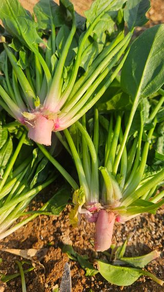 김동길님의 기타작물 · 영농일지 작성글 사진