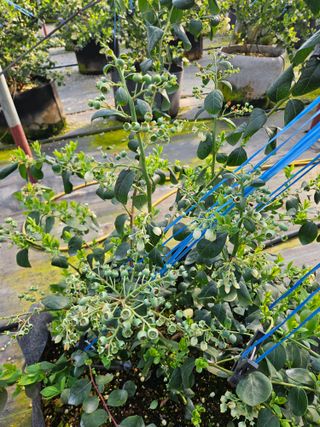 제주 지안이네농장님의 기타작물 · 영농일지 작성글 사진