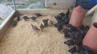 홍광희님의 기타작물 · 영농일지 작성글 사진