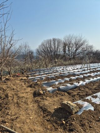 두릅나무17730님의 기타작물 · 영농일지 작성글 사진