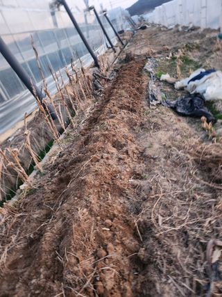 정조연님의 기타작물 · 영농일지 작성글 사진