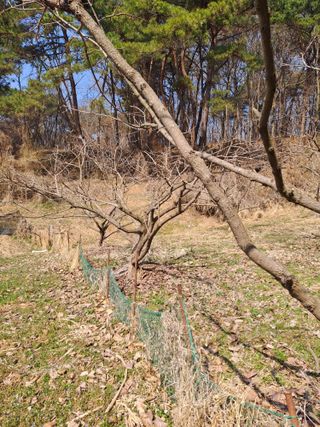 임호수님의 기타작물 · 영농일지 작성글 사진