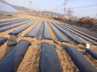 백영호님의 기타작물 · 영농일지 작성글 사진