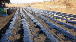 수성농민님의 기타작물 · 영농일지 작성글 사진