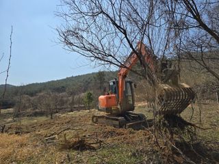황금농장님의 매실 · 영농일지 작성글 사진