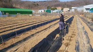 오정식님의 두릅 · 영농일지 작성글 사진
