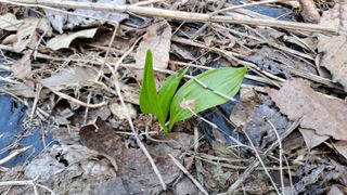 월굴리이승재님의 기타작물 · 영농일지 작성글 사진