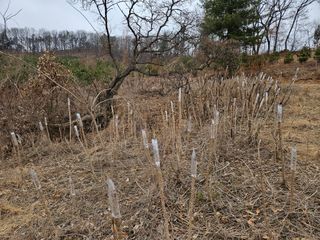 이기연님의 두릅 · 영농일지 작성글 사진
