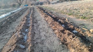 서은숙님의 감자 · 영농일지 작성글 사진