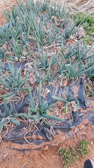 bpjh9173님의 기타작물 · 자유게시판 작성글 사진