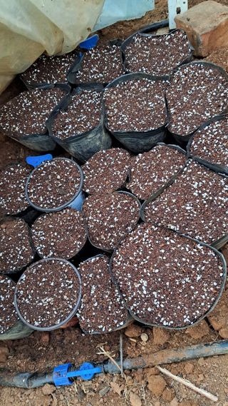 bpjh9173님의 기타작물 · 자유게시판 작성글 사진