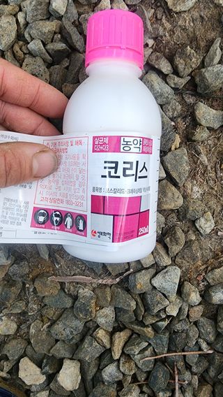 준우아빠님의 오이 · 영농일지 작성글 사진