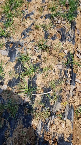 문재웅님의 마늘 · 영농일지 작성글 사진