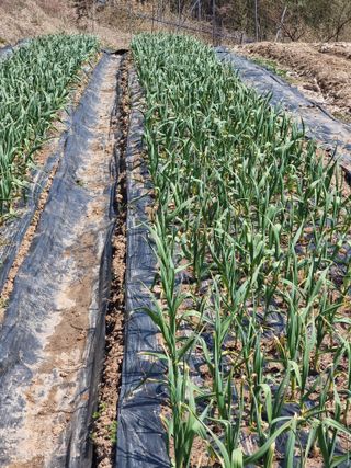 라온베리님의 기타작물 · 영농일지 작성글 사진