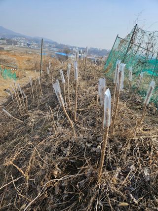 이기연님의 두릅 · 영농일지 작성글 사진