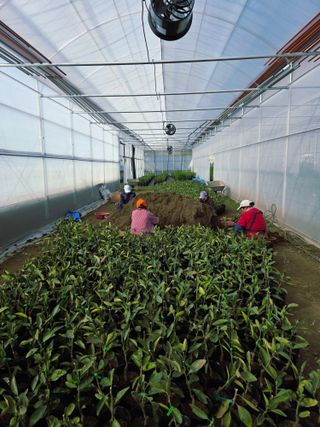 민성종묘(감귤묘목)님의 귤 · 영농일지 작성글 사진