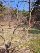 팜모닝 기타작물·영농일지 게시글 이미지