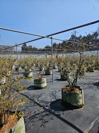 제주 지안이네농장님의 기타작물 · 영농일지 작성글 사진