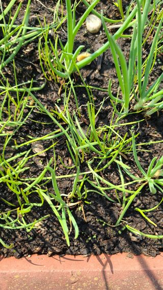 허종복님의 기타작물 · 영농일지 작성글 사진