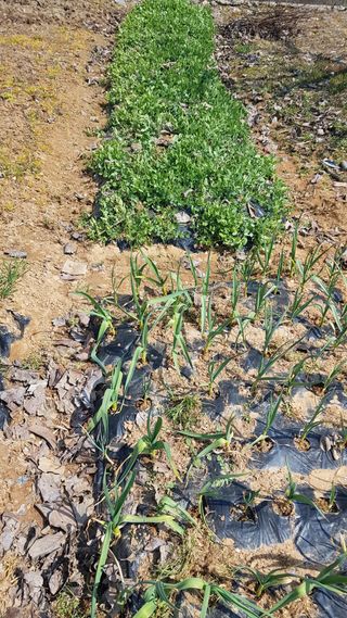 문재웅님의 마늘 · 영농일지 작성글 사진