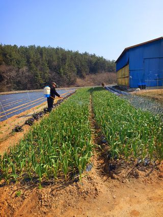 오이8898황산면님의 마늘 · 영농일지 작성글 사진