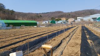 오정식님의 두릅 · 영농일지 작성글 사진