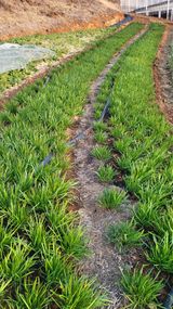 팜모닝 기타작물·영농일지 게시글 이미지