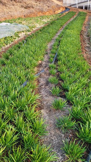 은태농님의 기타작물 · 영농일지 작성글 사진