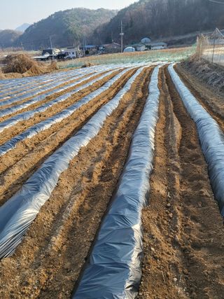 이상욱님의 옥수수 · 영농일지 작성글 사진