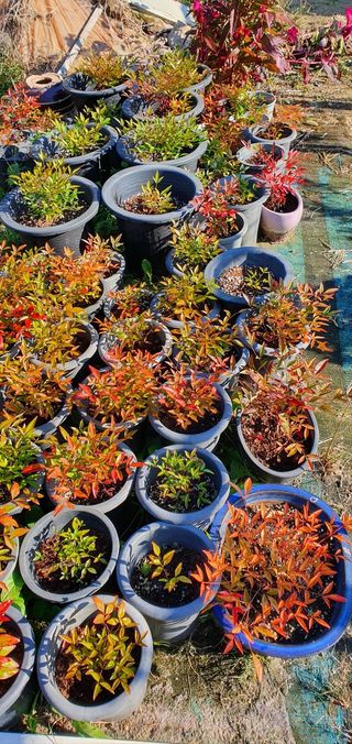 송완춘님의 기타작물 · 영농일지 작성글 사진