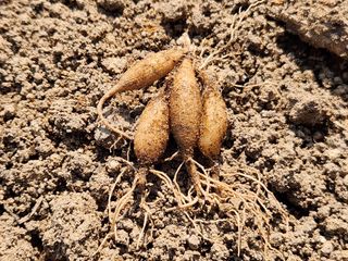 산약초농원님의 기타작물 · 영농일지 작성글 사진