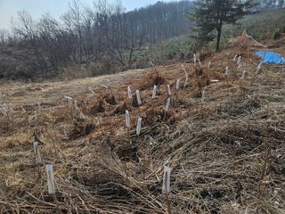 이기연님의 두릅 · 영농일지 작성글 사진