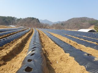 김정태님의 감자 · 영농일지 작성글 사진