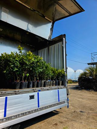 민성종묘(감귤묘목)님의 귤 · 영농일지 작성글 사진