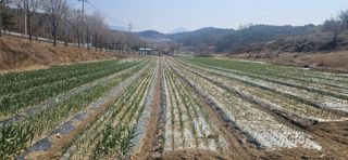 구춘봉님의 마늘 · 영농일지 작성글 사진