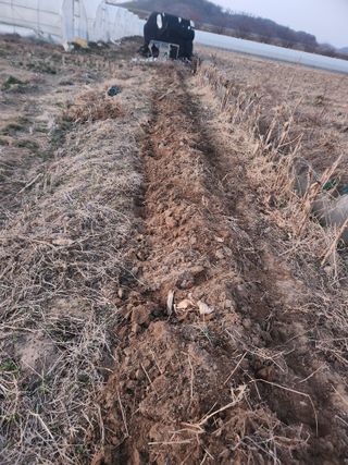 정조연님의 기타작물 · 영농일지 작성글 사진