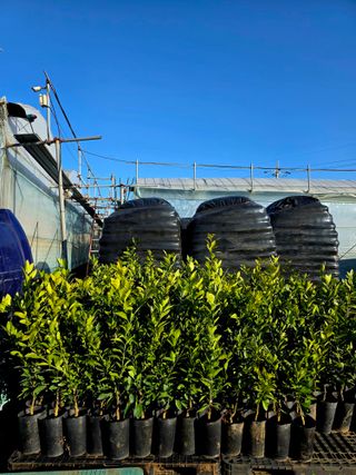 민성종묘(감귤묘목)님의 귤 · 영농일지 작성글 사진