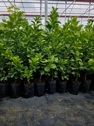 민성종묘(감귤묘목)님의 귤 · 영농일지 작성글 사진