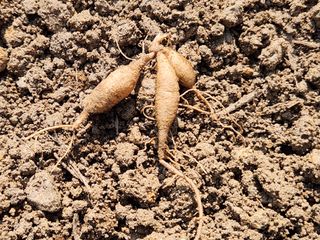 산약초농원님의 기타작물 · 영농일지 작성글 사진