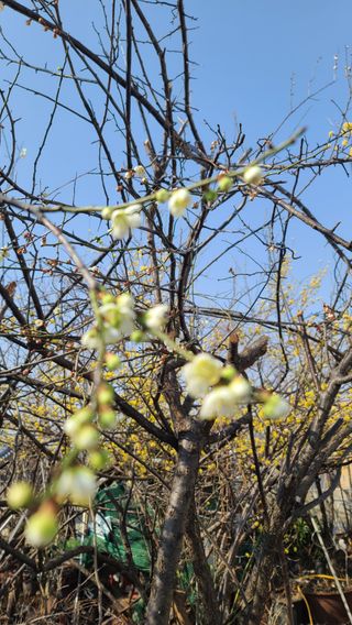 허종복님의 기타작물 · 영농일지 작성글 사진