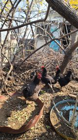 팜모닝 기타작물·영농일지 게시글 이미지