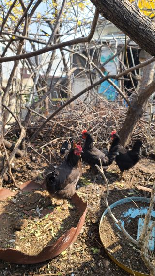 허종복님의 기타작물 · 영농일지 작성글 사진