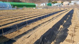 오정식님의 두릅 · 영농일지 작성글 사진