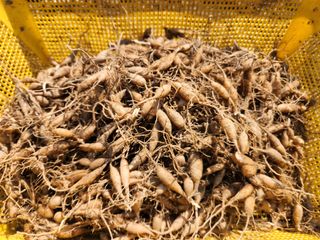 산약초농원님의 기타작물 · 영농일지 작성글 사진