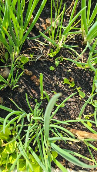 허종복님의 기타작물 · 영농일지 작성글 사진