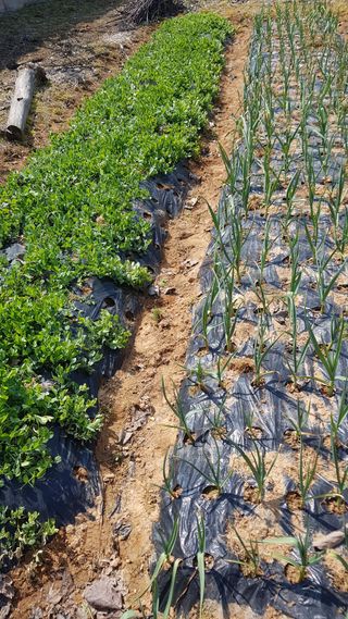 문재웅님의 마늘 · 영농일지 작성글 사진