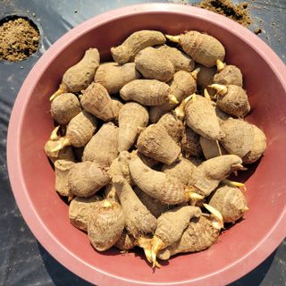 이창화님의 기타작물 · 영농일지 작성글 사진